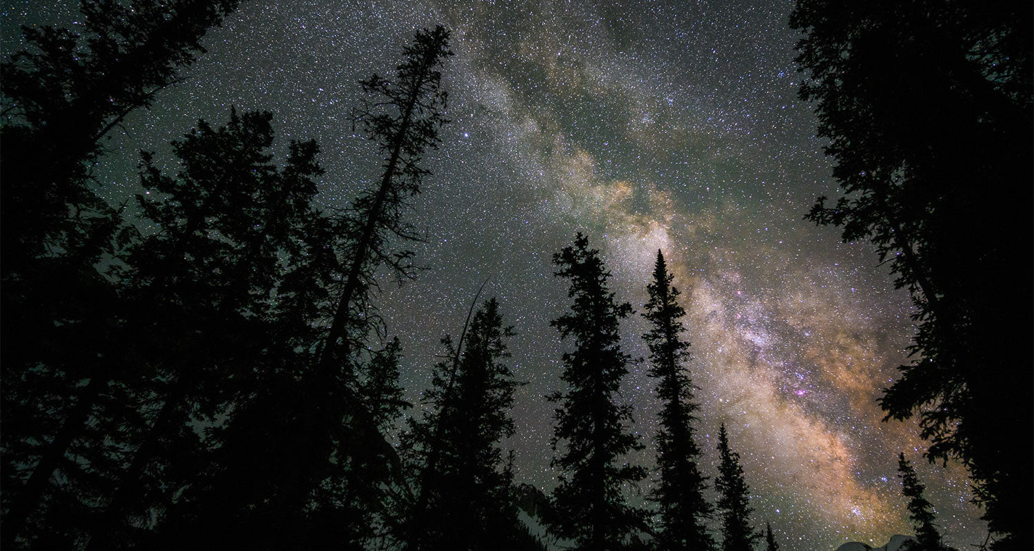 Image of a night sky showing the Milky Way galaxy among the silhouettes of forest trees