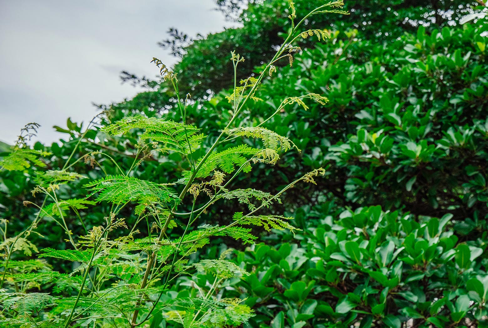 Picture of lush green vegetation against a cloudy sky